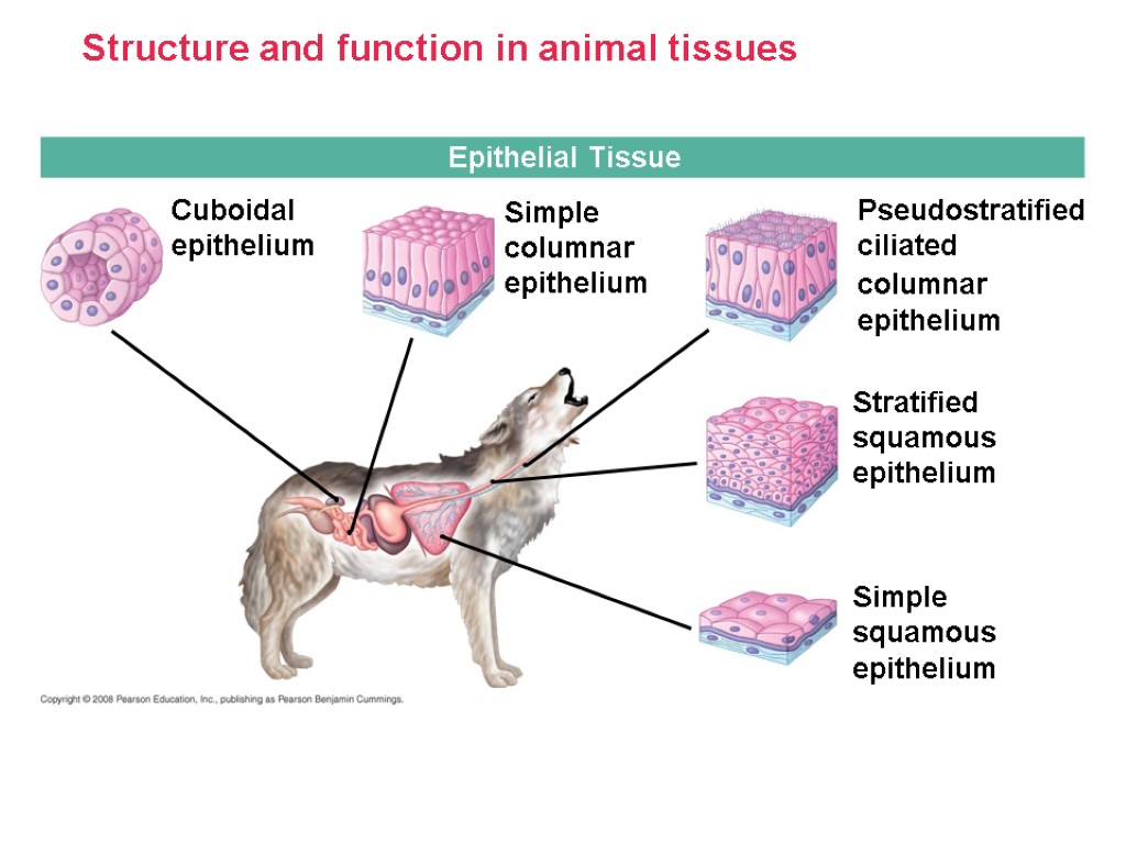 Structure and function in animal tissues Epithelial Tissue Cuboidal epithelium Simple columnar epithelium Pseudostratified